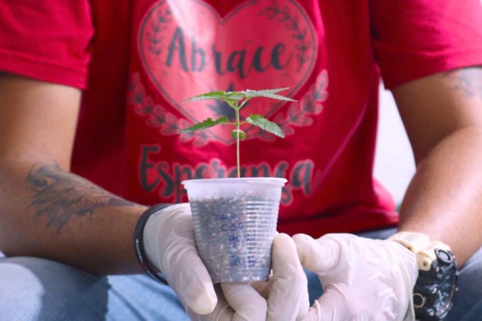 Abrace Pesquisa que vai estudar a cannabis medicinal será feita pela UFV em parceria com a Abrace Esperança, de João Pessoa (PB). Fotos - Abrace - Divulgação