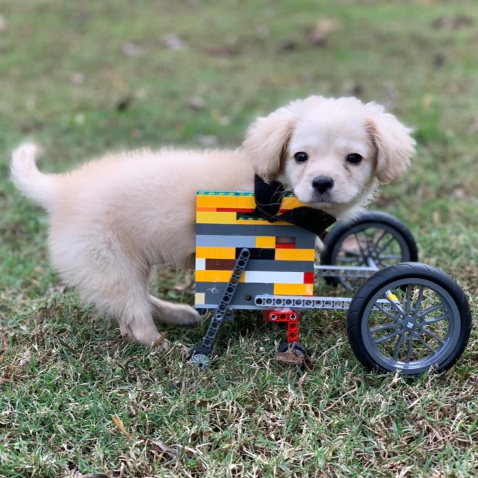 Lego Cãozinho Gracie usando sua cadeira de rodas feita de Lego, que ganhou de Dylan, um garoto de 12 anos. Foto - Facebook.