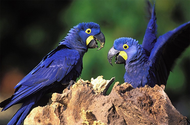 Araras-azuis, ave vulnerável à extinção, conseguiram sobrevir ao foto. Foto - Instituto Arara-Azul