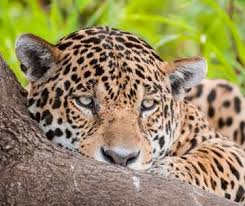 Onça-pintada também conseguiu resistir ao fogo que destruiu milhares de hectares no Pantanal. Foto - Governo MS