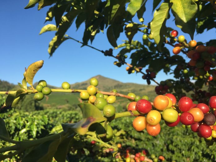 cafe-2339260_1920 Ácido gálico, presente em frutos como café, pequi e uva, pode ajudar no combate à obesidade e doenças metabólicas associadas, como diabetes. Foto Vandelino Dias Júnior - Pixabay